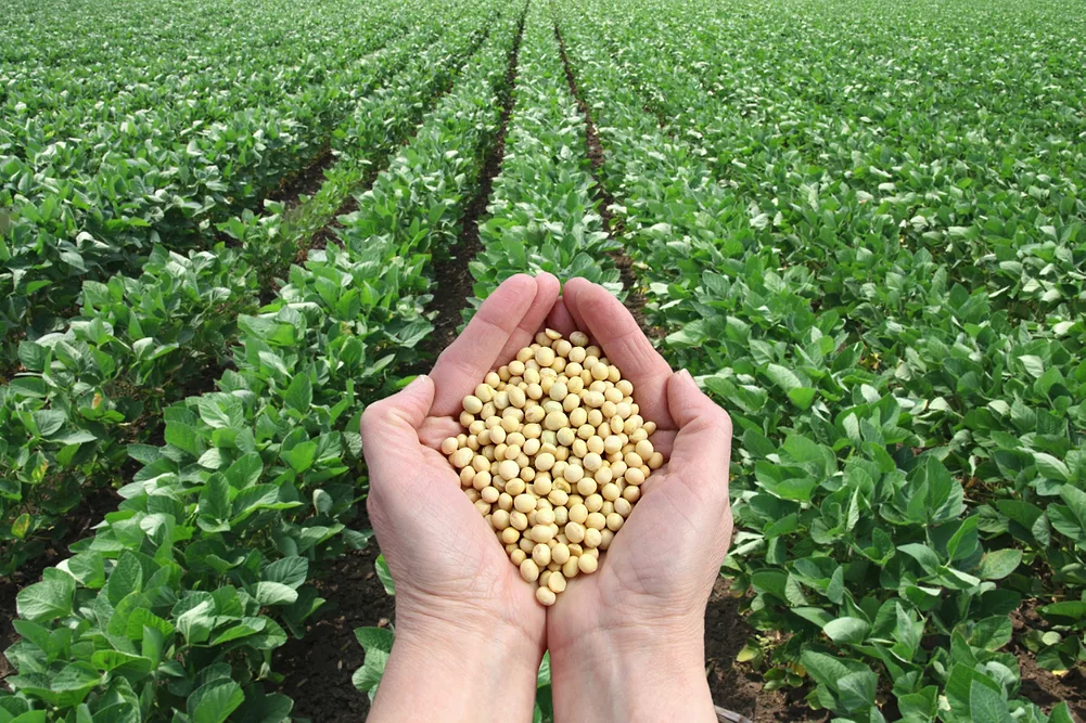 Non-gmo soybeans china supplier brazil soybeans exporters