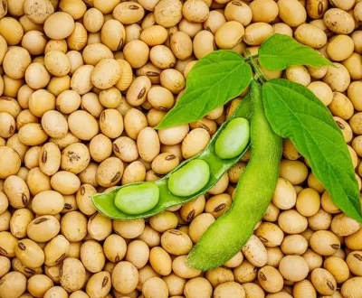 Soybeans (gmo) exporter brazil soybeans exporters