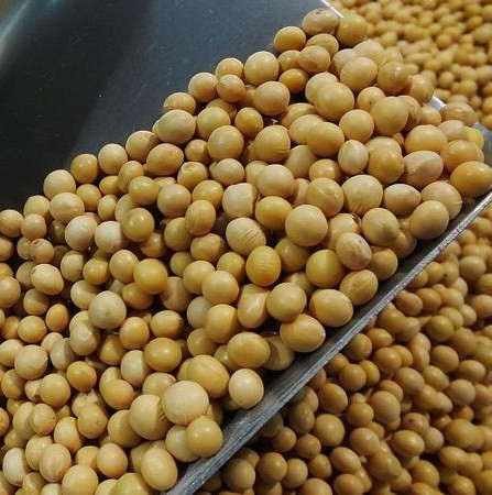 Brazil soybean (non gmo) brazil soybeans exporters