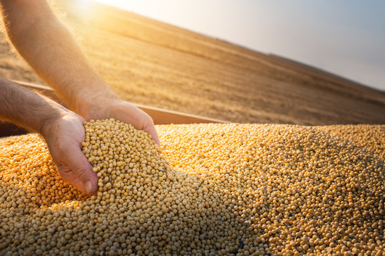 Gmo and non-gmo soybean oil in bulk containers brazil soybeans exporters