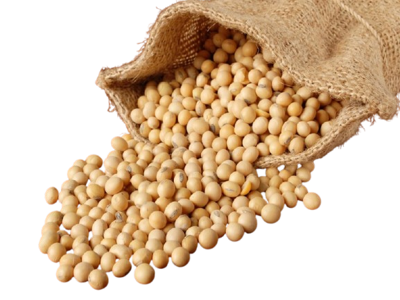 Non-gmo soybeans export to the netherlands￼