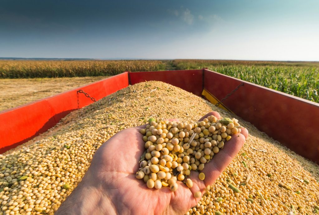 Soybean supplier & exporter to south africa brazil soybeans exporters